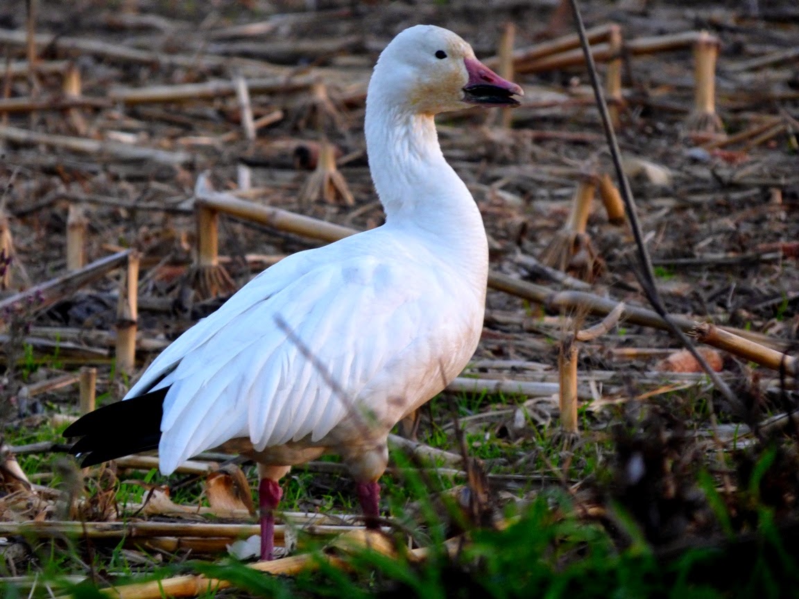 Geotripper's California Birds Bird of the Day Snow Geese at the