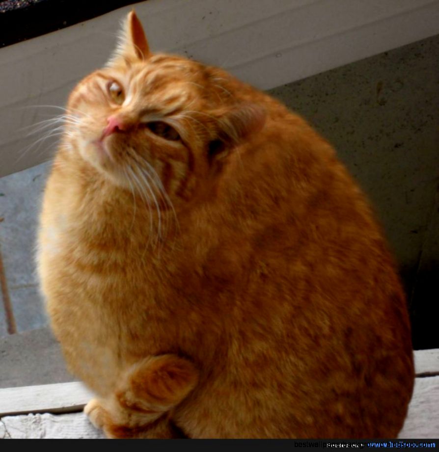 Orange Color Sweet Fat Cat funny cats images animals fun photos Orange Color Sweet Fat Cat funny cats images animals fun photos
