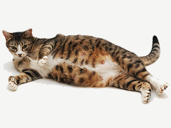 Уход за кошкой после котят Уход за кошкой после котят