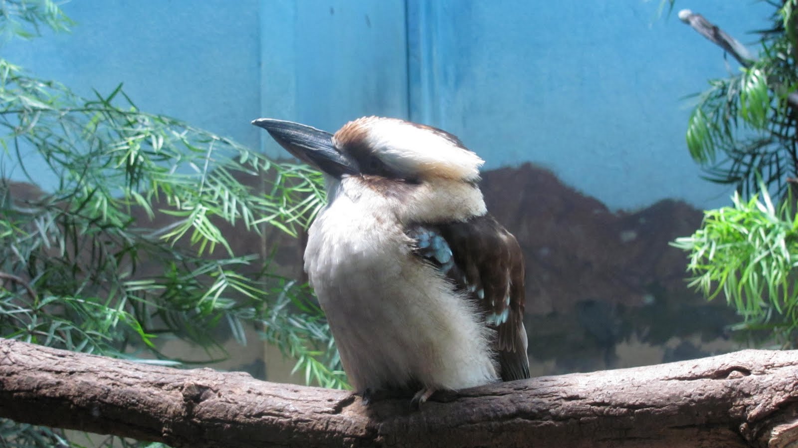 Auntie Mim's: Animal Wednesday - the Bronx Zoo