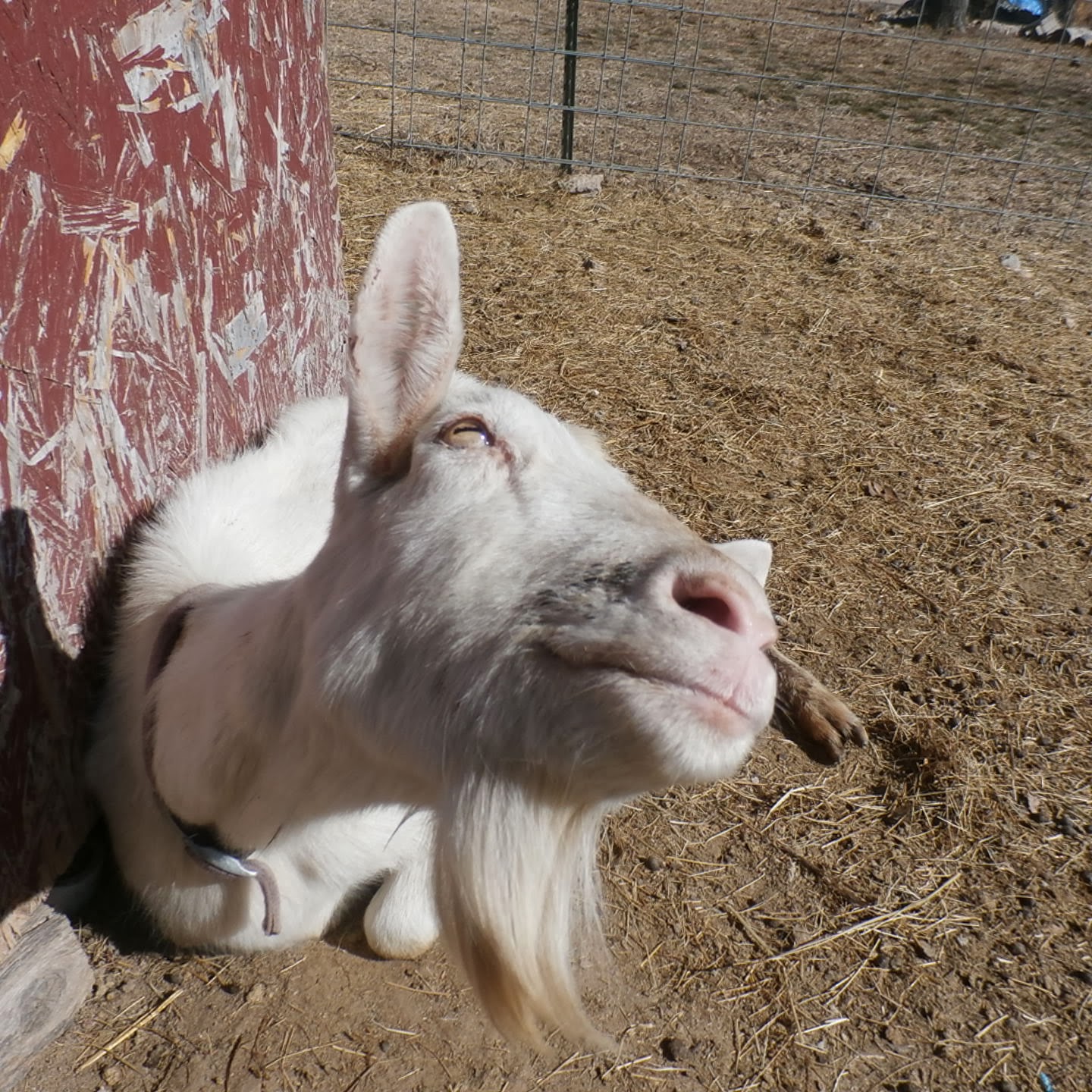 Krazo Acres Goats in Totes, Kids in Coats & a Stint in Splints