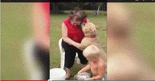Pitbull ataca abuela frente a sus nieto