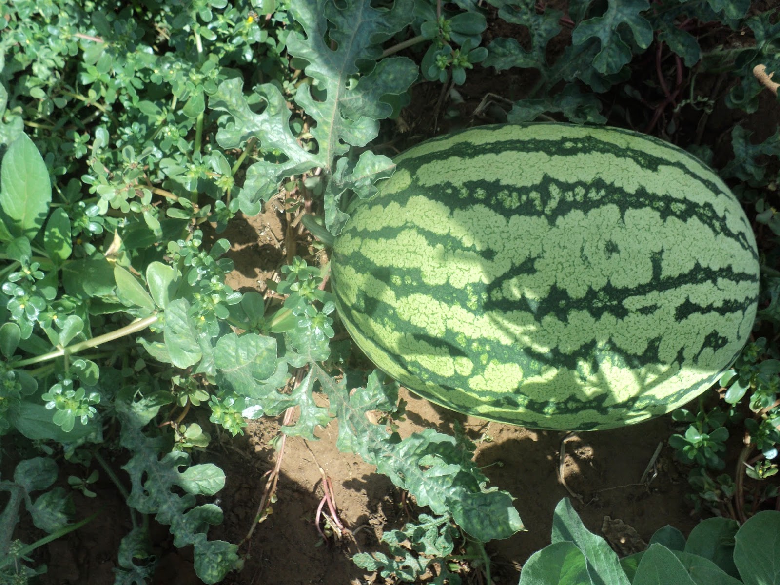 Farmvest Kenya Some insights into Watermelon farming (pictorials)