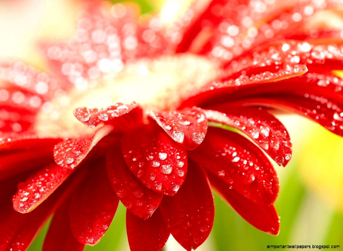 redflowerdewdropsmacro redflowerdewdropsmacro