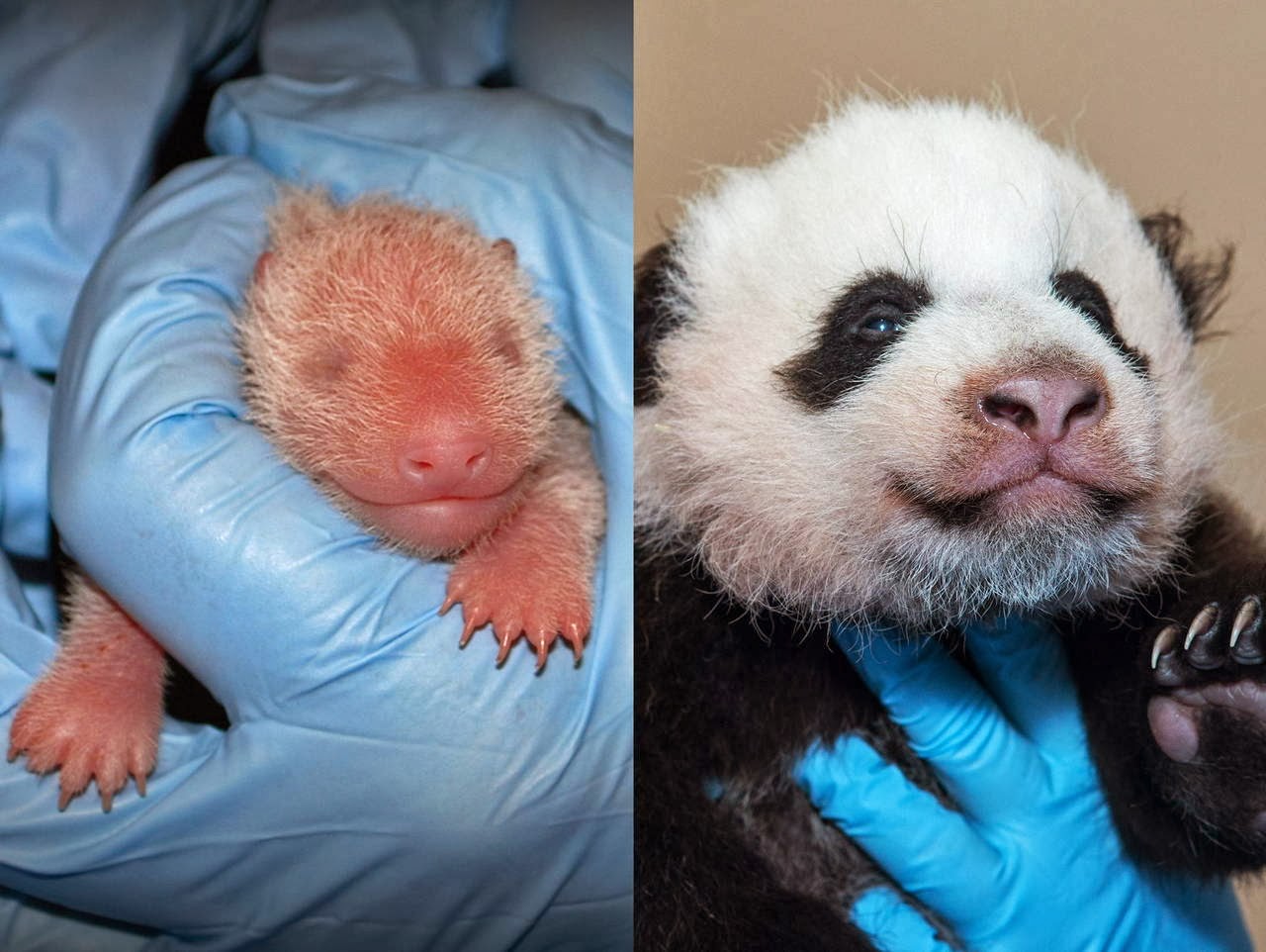 Funny animals of the week - 7 March 2014 (40 pics), baby panda growing up before after