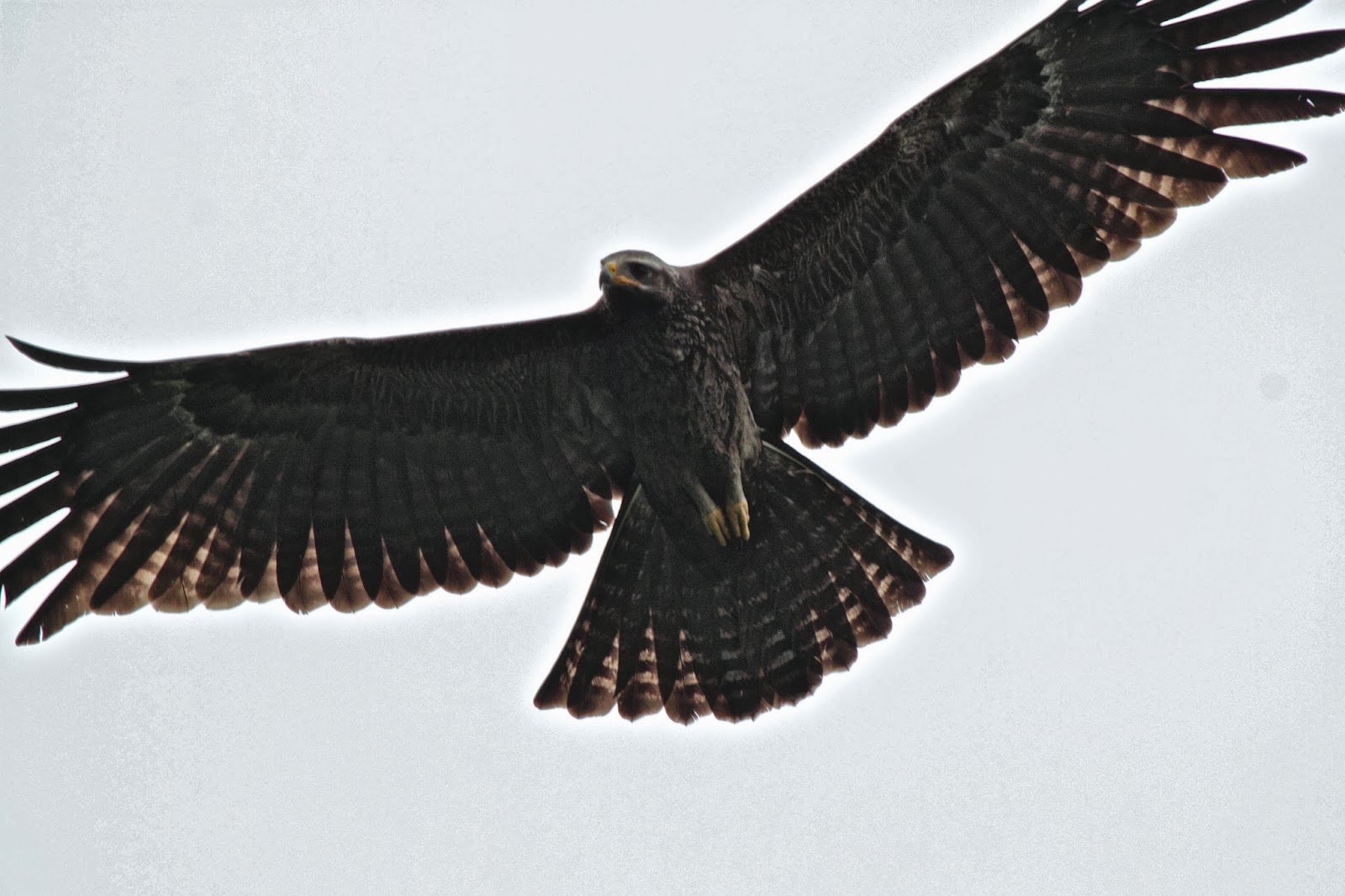 Rules of the Jungle Black Eagle