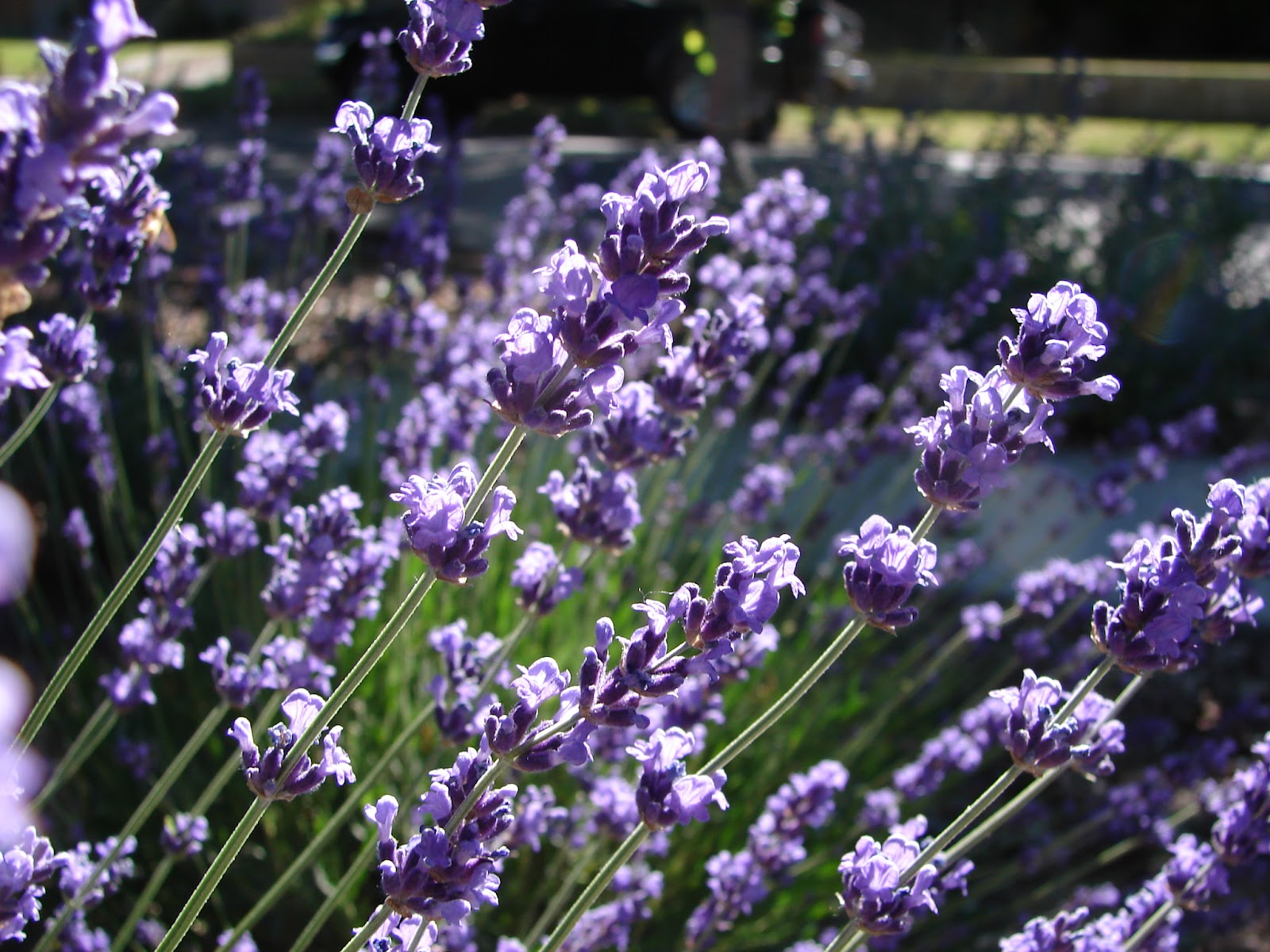 New Utah Gardener What Is A Native Plant?