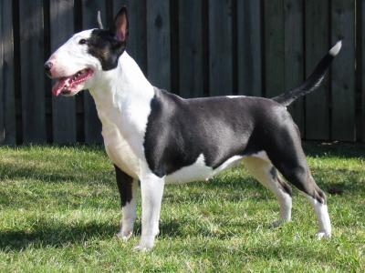 Boston Terrier Boston Terrier