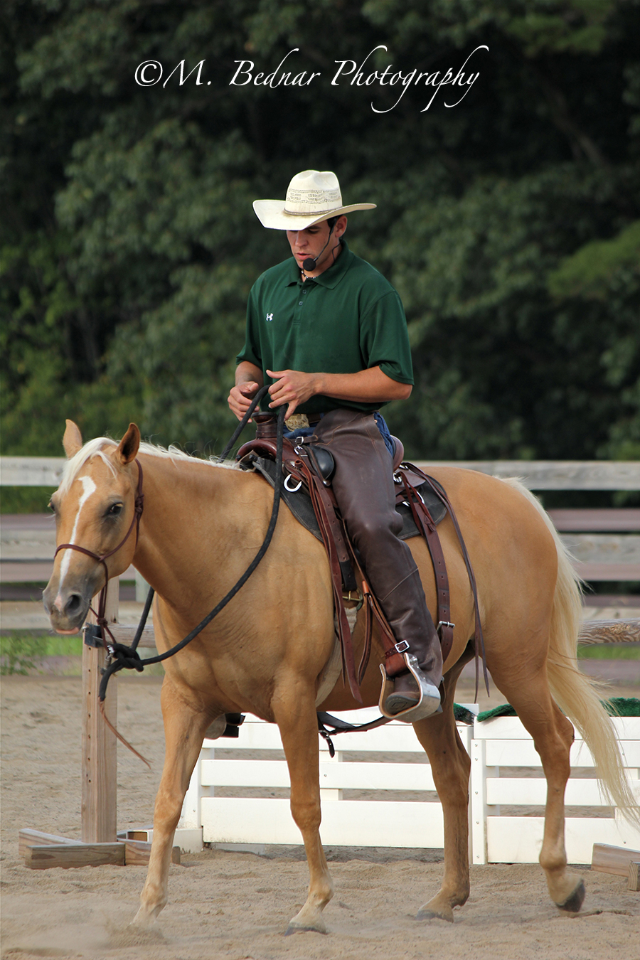 Just Horses Palomino Quarter Horse For Sale