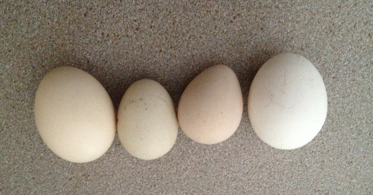Deb's Daily Journal The first guinea fowl eggs....and bargain hunting