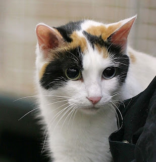 Japanese Bobtail Cat Pictures