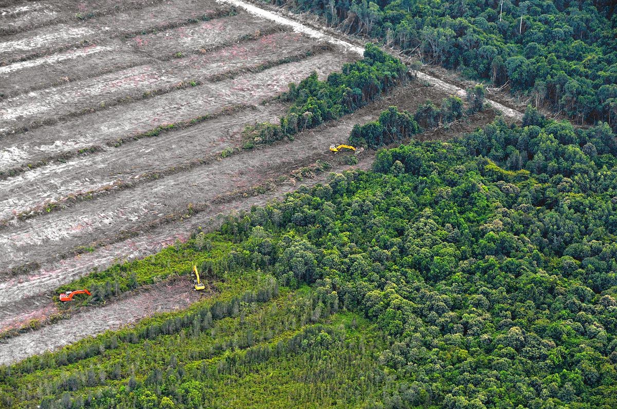 O2 Western Australia Amazon Rainforest Lives Faster Dies Young Amid Carbon Gas Blitz