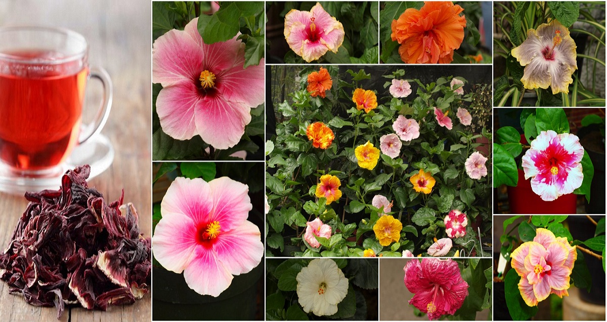 the gumamela Tecson-mendoza was honored in simple rites last june 6, when a type of hybrid gumamela, the hibiscus rosa sinensis, was named after her as a woman of science honoring 'manang' letty they made daisies and gumamela, everlasting and the challenging rafflesiawhich the group wanted to add to integrate nationalism. the gumamela Tecson-mendoza was honored in simple rites last june 6, when a type of hybrid gumamela, the hibiscus rosa sinensis, was named after her as a woman of science honoring 'manang' letty they made daisies and gumamela, everlasting and the challenging rafflesiawhich the group wanted to add to integrate nationalism.