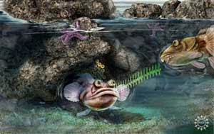 Ilustrasi Gambar Ikan Midshipman Ilustrasi Gambar Ikan Midshipman