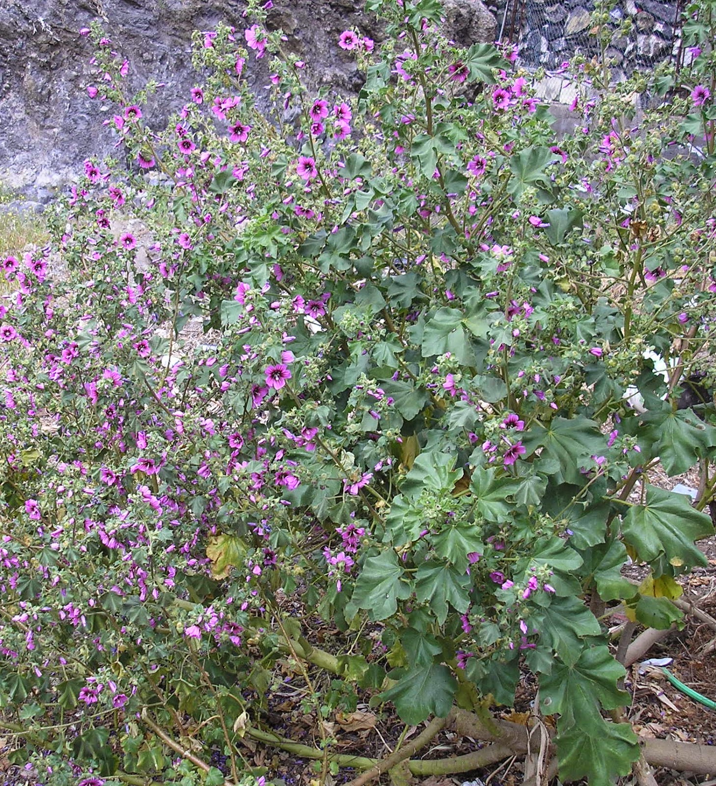 Edible wild plants found near the sea Tree Mallow The Edible wild plants found near the sea Tree Mallow The