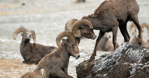Bio227fall2015 10 The Sierra Nevada Bighorn Sheep