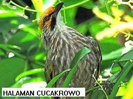 Gambar Cara Merawat Burung Cucak Rowo