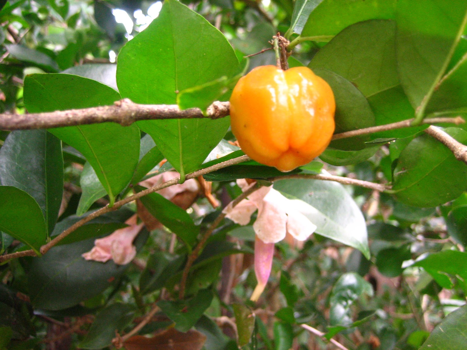 Cherry In Spanish
