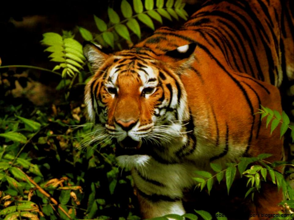 Wildlife Animals Wild animal Wallpapers 1024x768 NO34 Desktop Wildlife Animals Wild animal Wallpapers 1024x768 NO34 Desktop