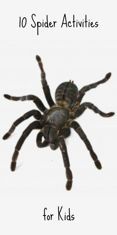Spider Activities for Kids The Sunday Showcase ~ Learn Play Imagine