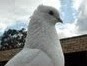 Birdie the White Pigeon