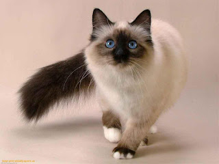 http://3.bp.blogspot.com/-t2ZMuSMyst8/T9xVbu543sI/AAAAAAAAAGo/LANXhPUR6SE/s1600/Siamese-cat-walking-1.jpeg