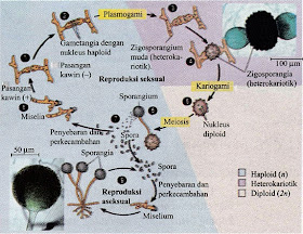 Siklus Reproduksi Rhizopus