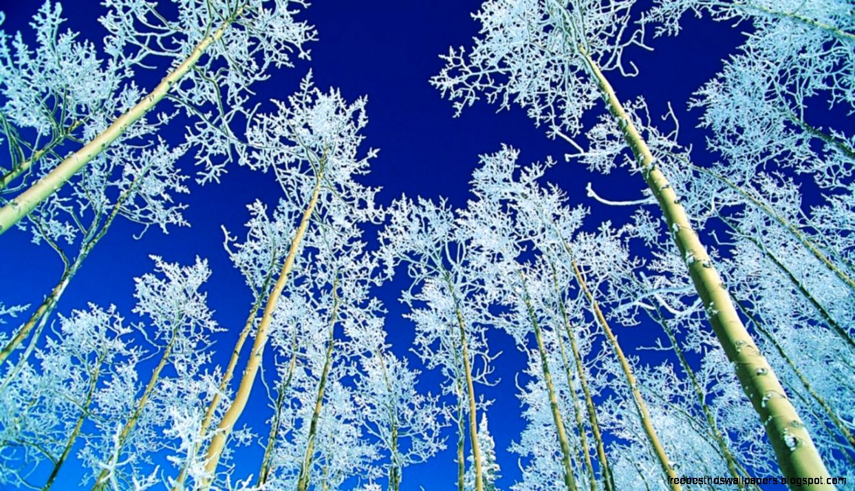 Other Forest Winter Snow Frost Blue Nature Trees High Quality Other Forest Winter Snow Frost Blue Nature Trees High Quality