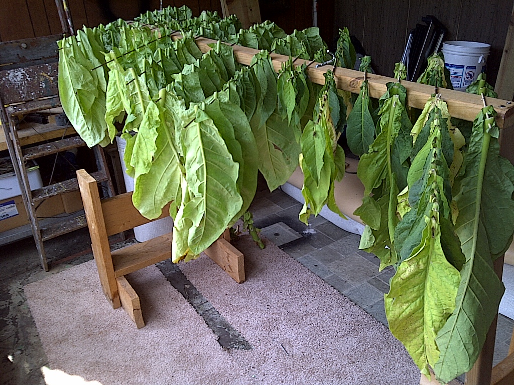 Green Roof Growers Growing Tobacco Using Sub Irrigation