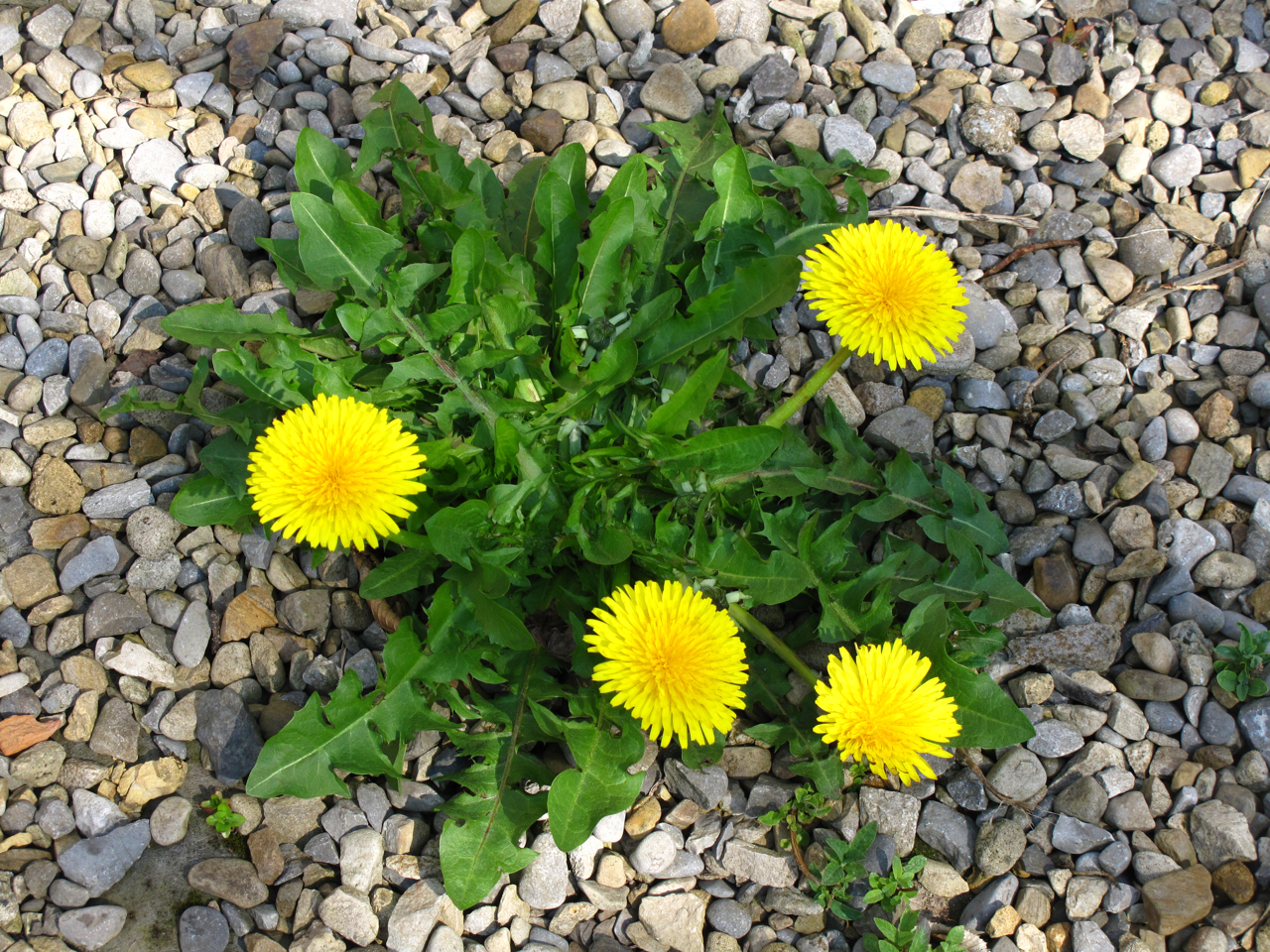BugBlog Dandelion bugs