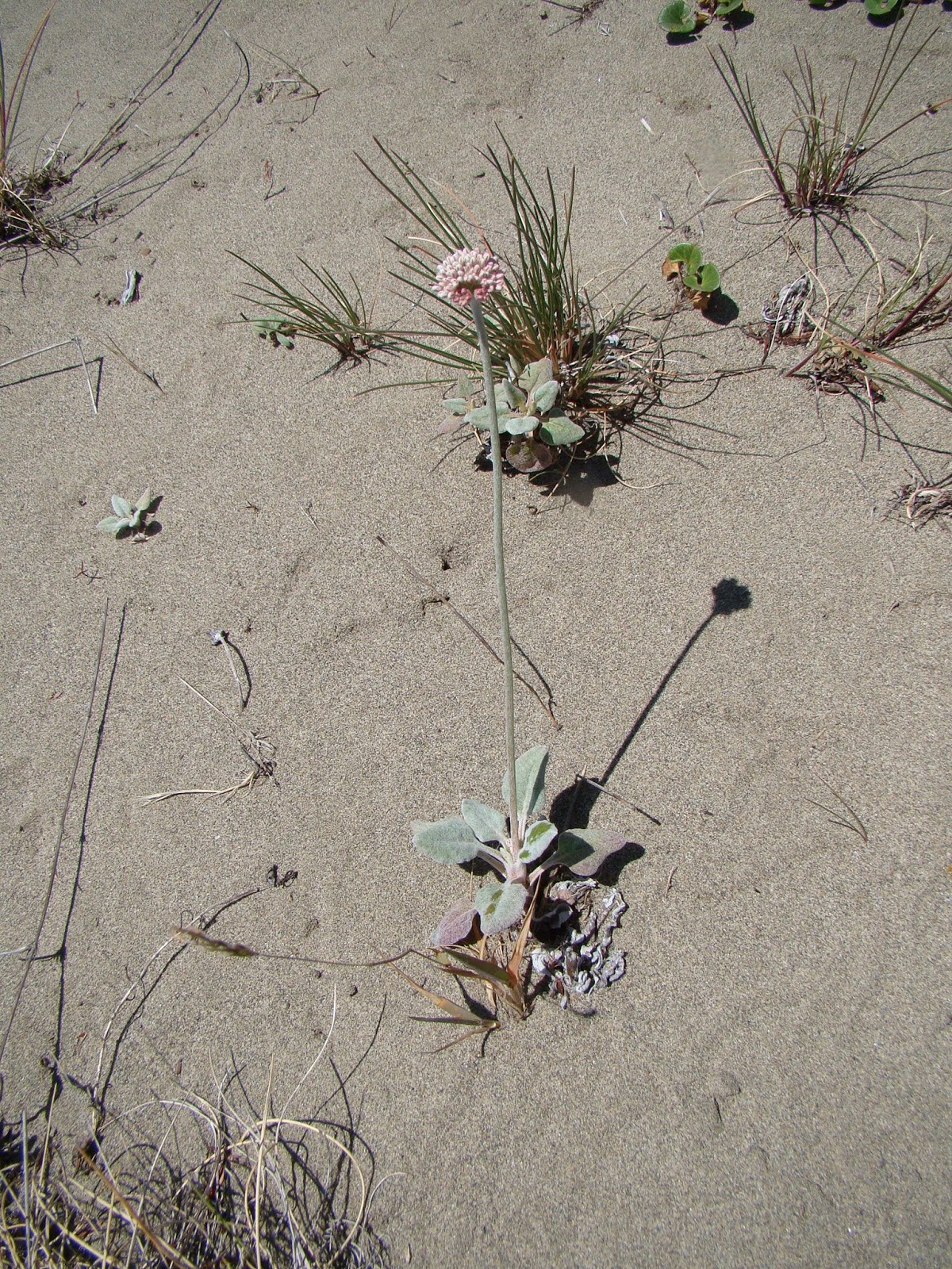 Leaves of Plants Coast Buckwheat