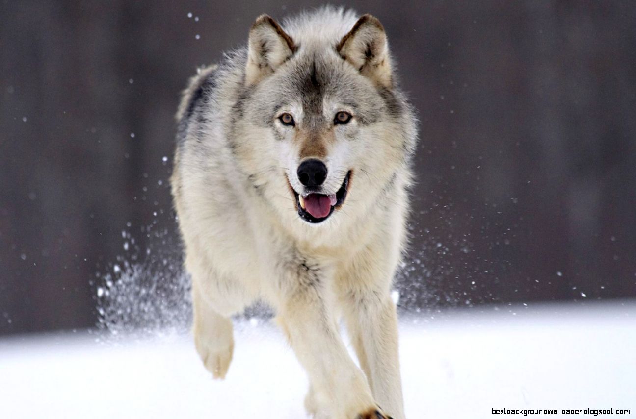 Oppose CPWs resolution to prevent gray wolf restoration to Colorado Oppose CPWs resolution to prevent gray wolf restoration to Colorado
