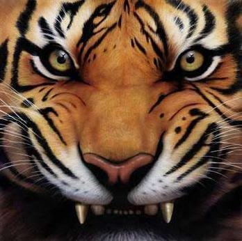 Angry Tiger Face Pictures Angry Tiger Face Pictures