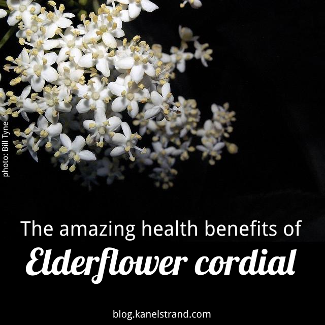 Kanelstrand The Amazing Health Benefits of Elderflower Cordial