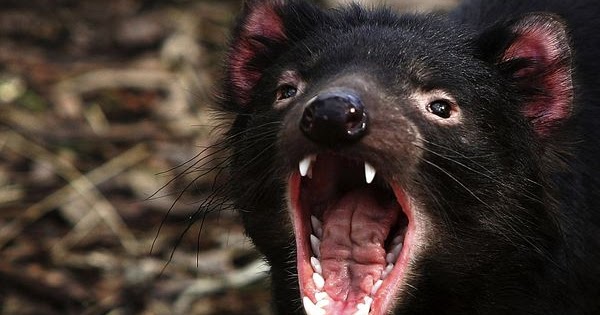 Synthetic Biology and Gene Synthesis: Did humans really kill the