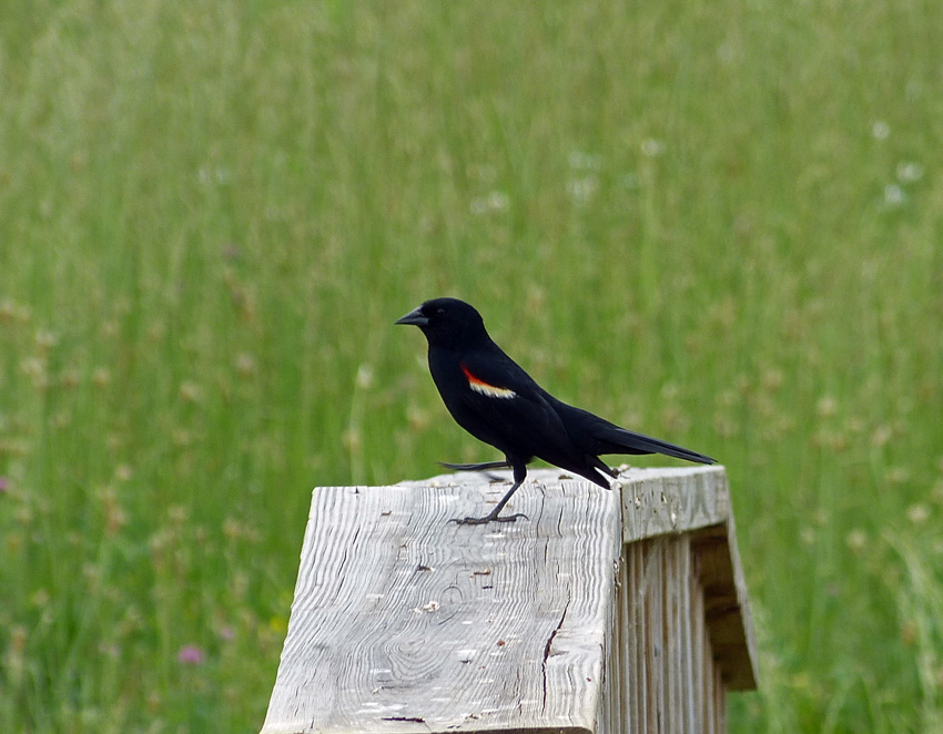 life birding photos and everything conk koo ree life birding photos and everything conk koo ree