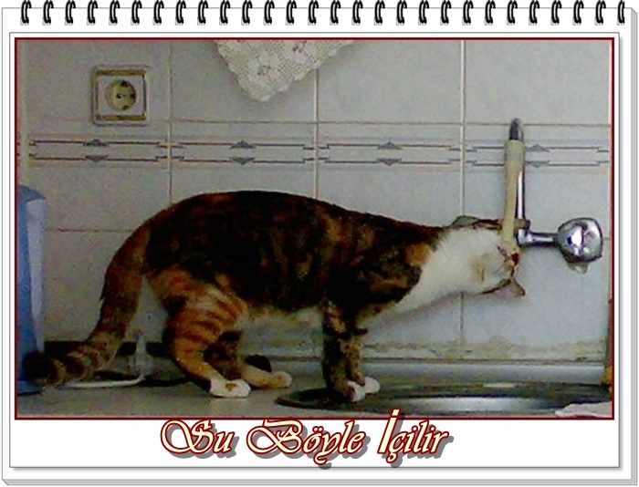 Ehil Kalem Komik Kedi