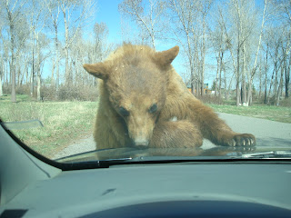 Most interesting Bear in the World Brown bear at bear world