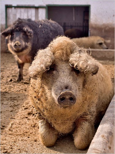 minecraft mangalitsa pig skin layout minecraft mangalitsa pig skin layout
