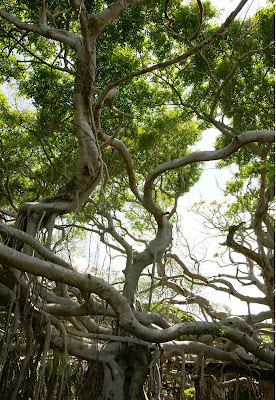 Sai Ngam (The Big Banyan Tree)
