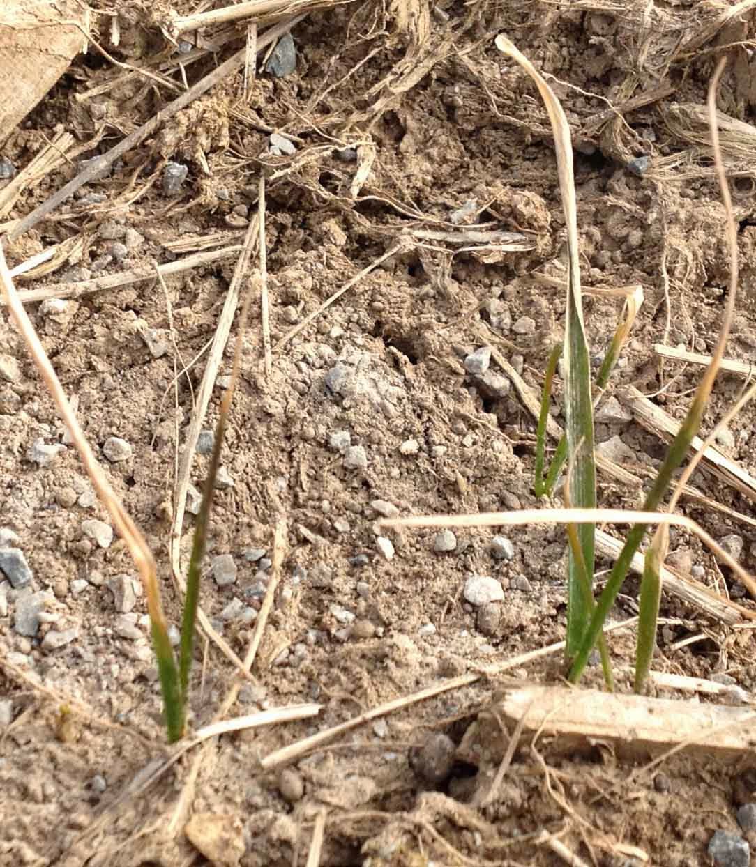 Grain Crops Update The Warm Up and Winter Wheat Status