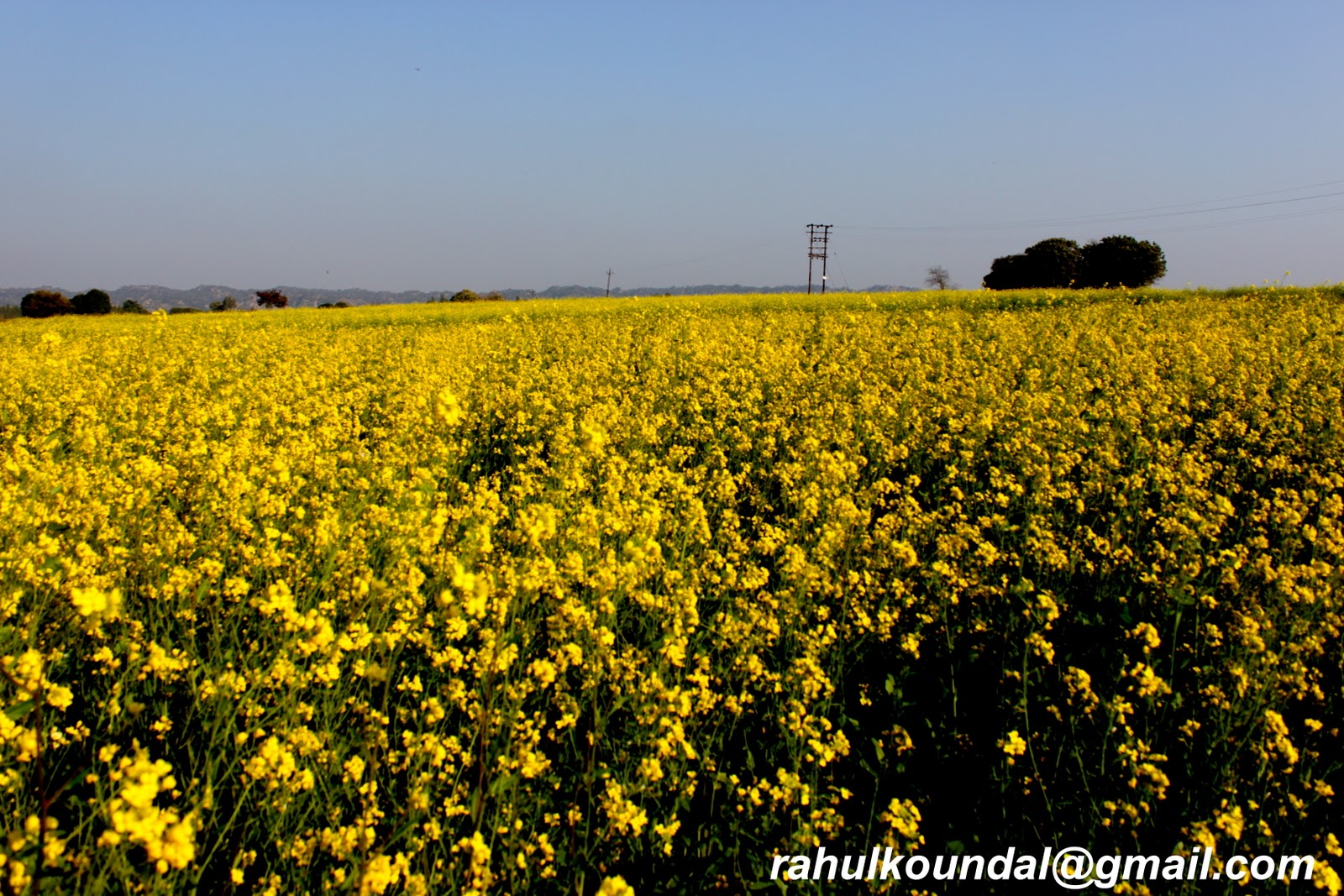 Fields Of Punjab