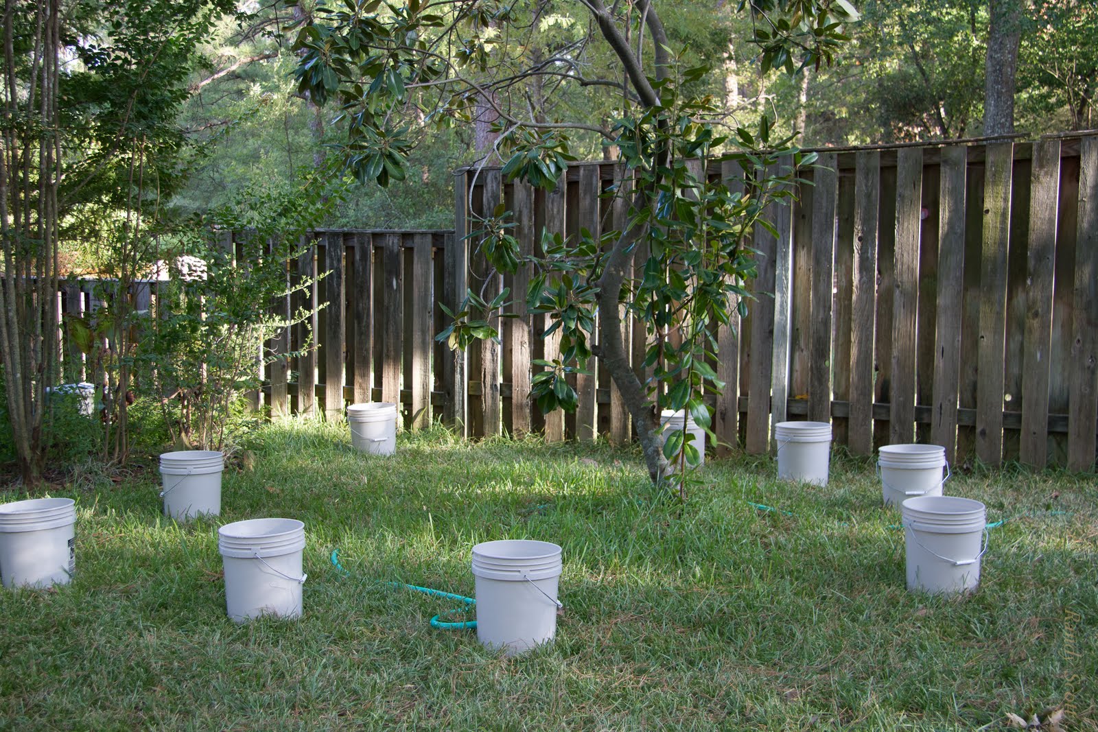 The Woodlands Texas Trees Watering Trees in The Woodlands, especially