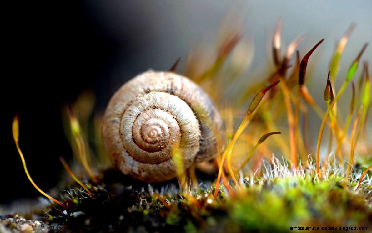 Empty snail shell on the grass high definition close up wallpaper Empty snail shell on the grass high definition close up wallpaper