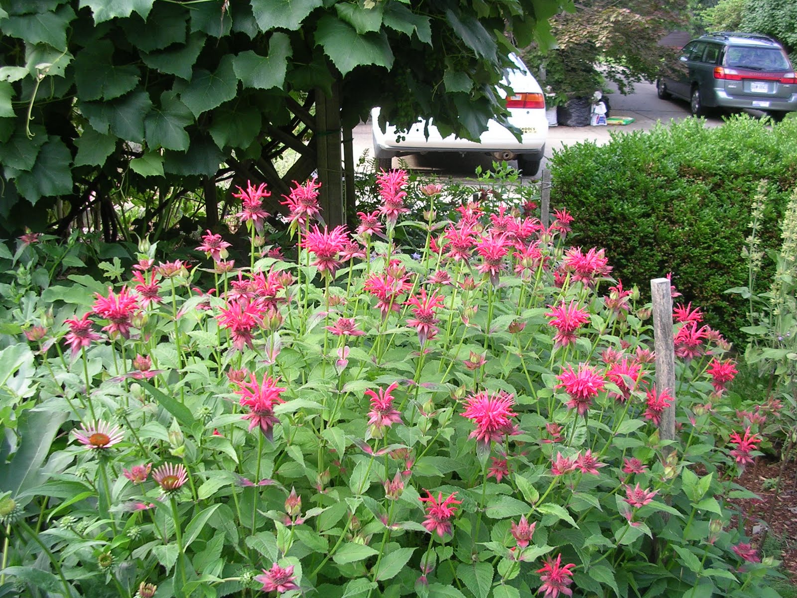 Lemon Verbena Lady's Herb Garden A Edible Flowers Potpourri, A Recipe