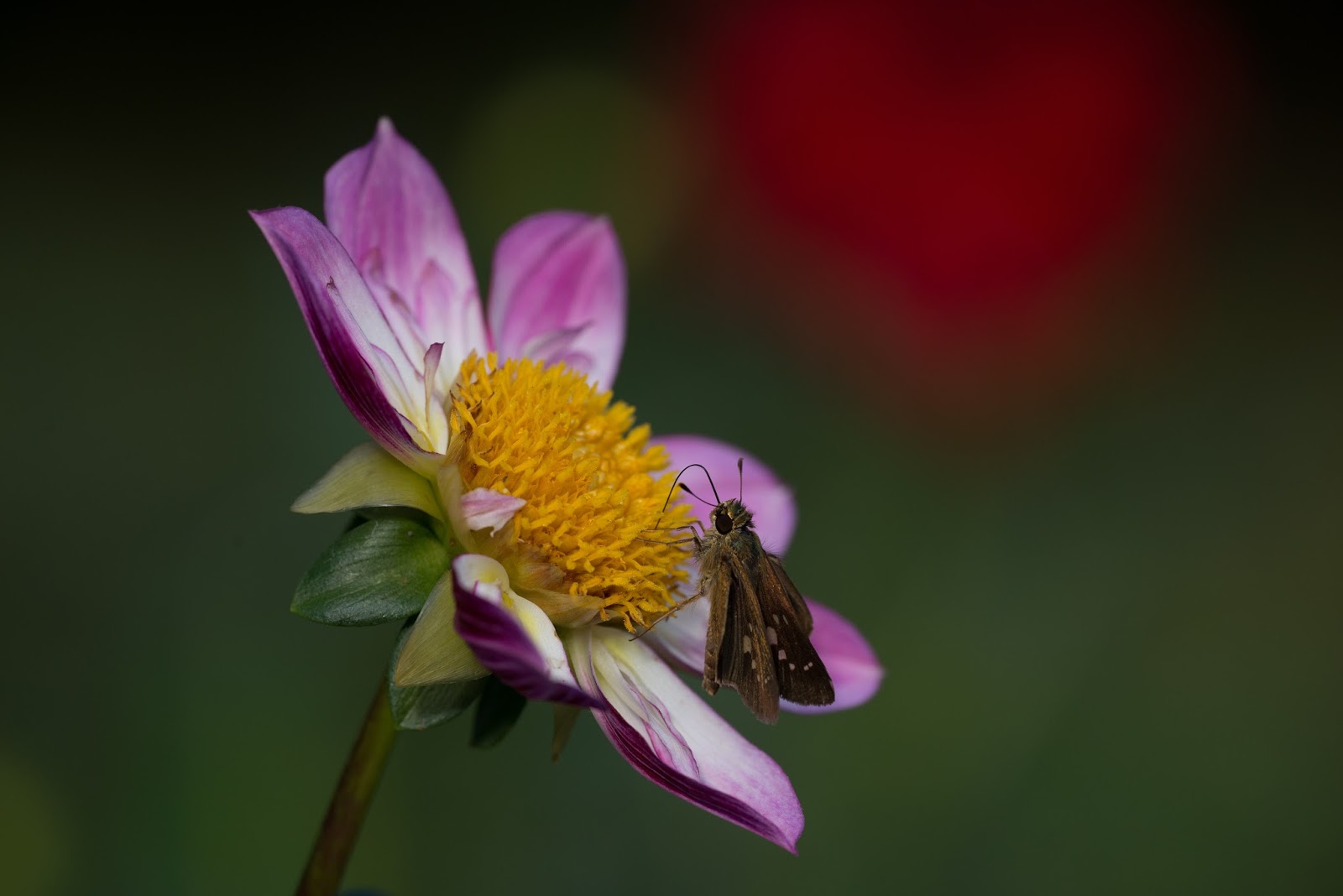 Flower Gallery