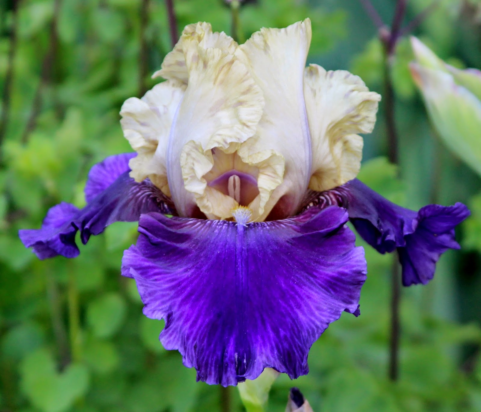 TALL BEARDED IRIS IN MY GARDEN TODAY Sowing the Seeds
