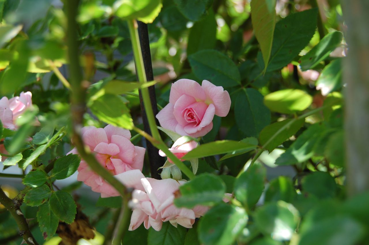 Oh Lordy Front Yard Is Shaping Up