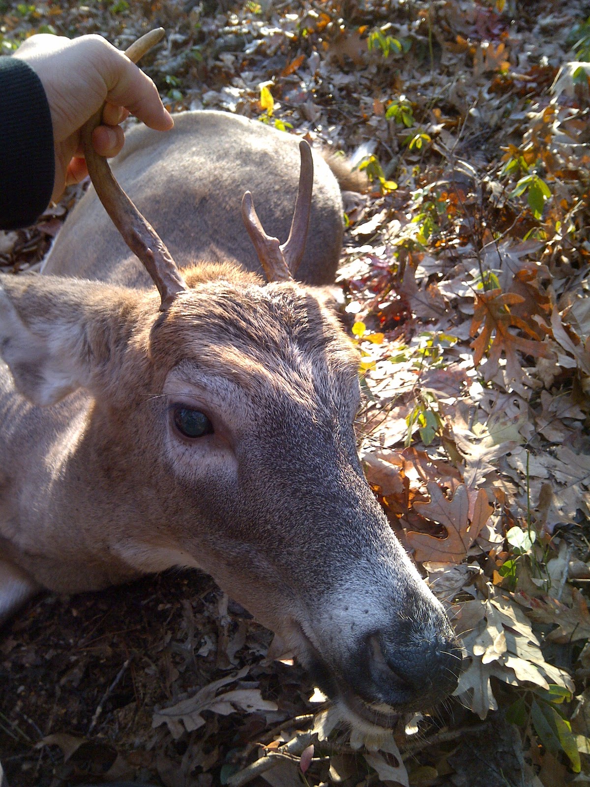 BowhuntMASS Bow Hunting Massachusetts Buck harvest