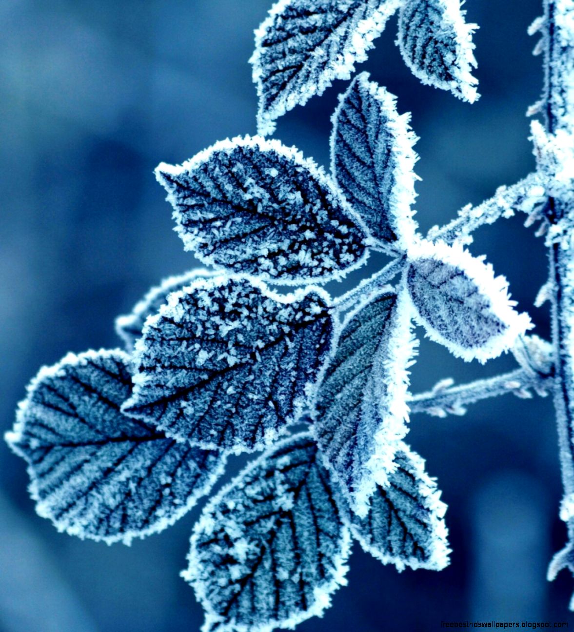Frozen Leaves Android Homescreen by Tex99 MyColorscreen Frozen Leaves Android Homescreen by Tex99 MyColorscreen